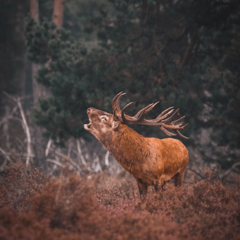 Photo by Tim ten Cate on Unsplash